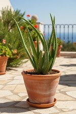Echte Aloe Vera,medizinisch Kosmetik ca.40cm,üppige Pflanzen mit Ablegern