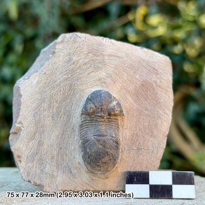 Paralejurus Fossil Trilobit - Devon, Laatchana, Hamar Lagdad, Marokko -