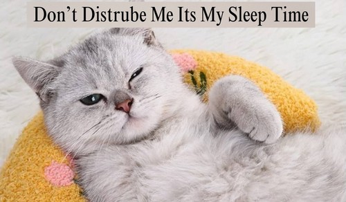 Pet Cat Pillows for Cats Dogs Ultra Soft Fluffy Pet Calming Toy U Shape Cuddler - Picture 5 of 57
