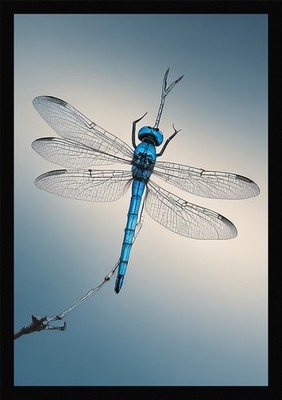 Epische Libelle gerahmtes Wandbild Poster Leinwanddruck Bild