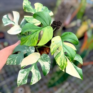 Variegated Tetrasperma | eBay