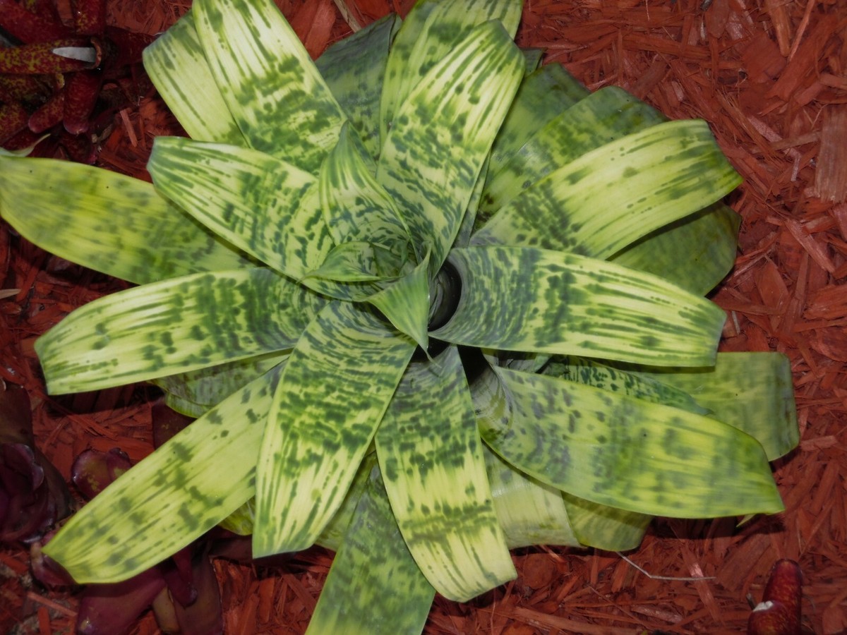 ブロメリア・エアープランツ Vriesea Smudge Grub ブロメリア・エアープランツ Vriesea Smudge Grub Bromelia