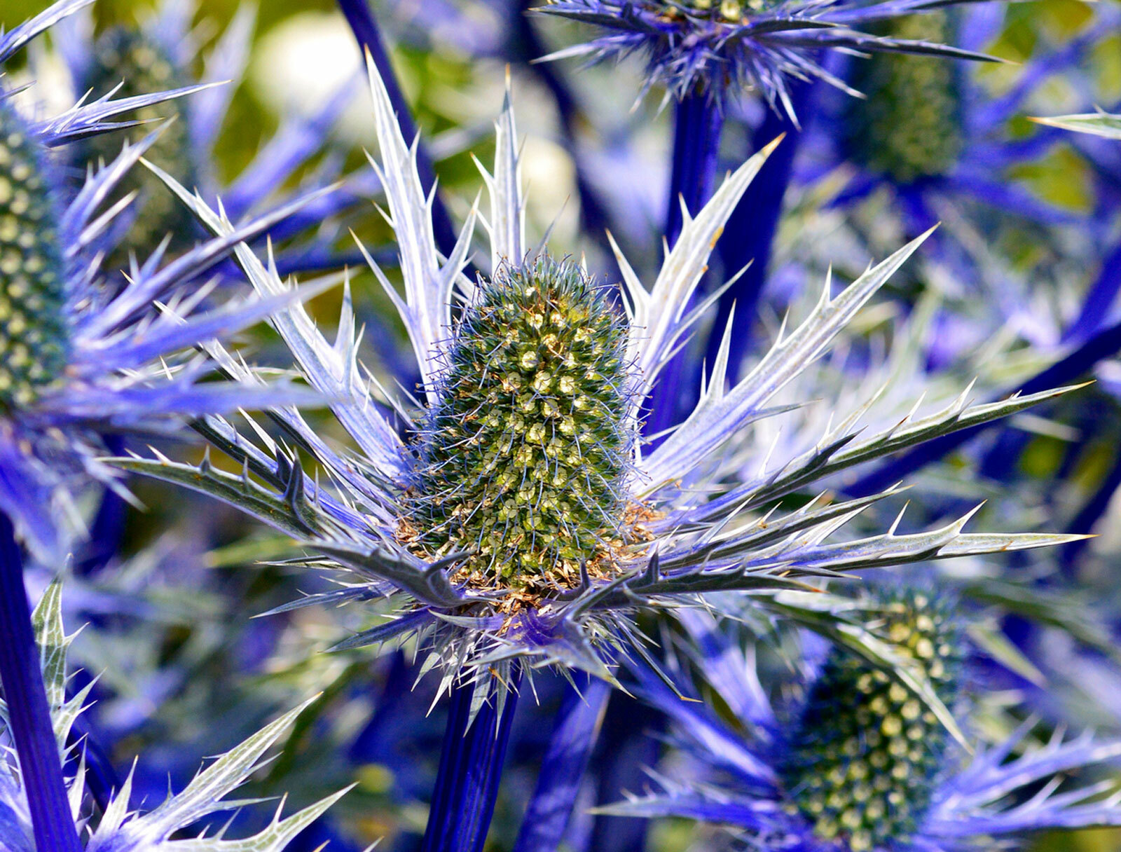 3-eryngium-planum-blue-hobbit-sea-holly-garden-hardy-perennial-bare