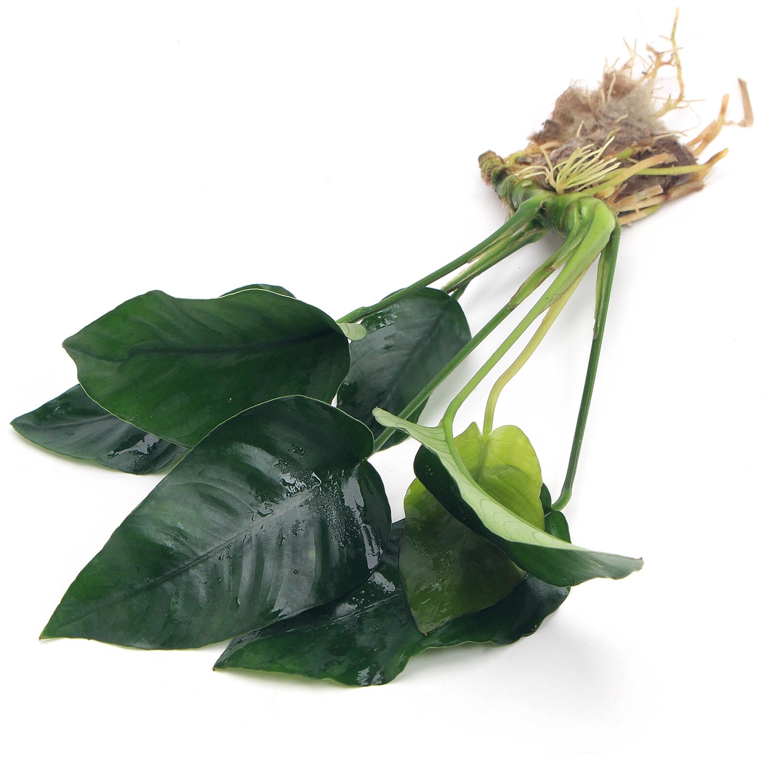 Anubias barteri var nana Live Aquarium Plants Tropical Aquascaping Tank K2AQUA