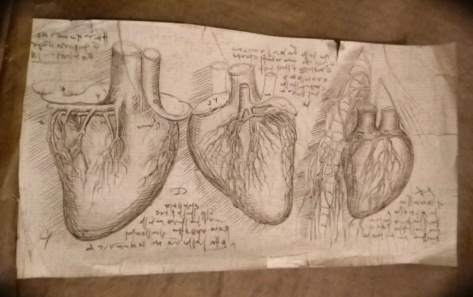 РЕДКИЙ анатомический этюд из Кодекса Леонардо МУЗЕЙНОЕ КАЧЕСТВО ОРИГИНАЛ - Изображение 4 из 4