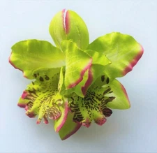 3.5" Lime Green Double Cymbidium Orchid Flower Hair Clip Luau Wedding Cruise