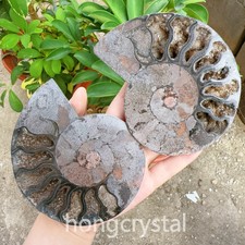 372g A Pair Natural ammonite fossil conch Crystal specimen healing Collection