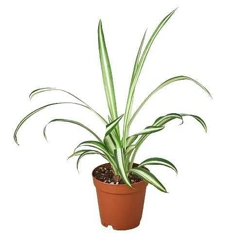Spider Plant Reverse-8" Pot - Picture 9 of 12