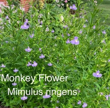 Monkey Flower - Mimulus ringens 500+ Seeds, Grown in Indiana, Native Plant