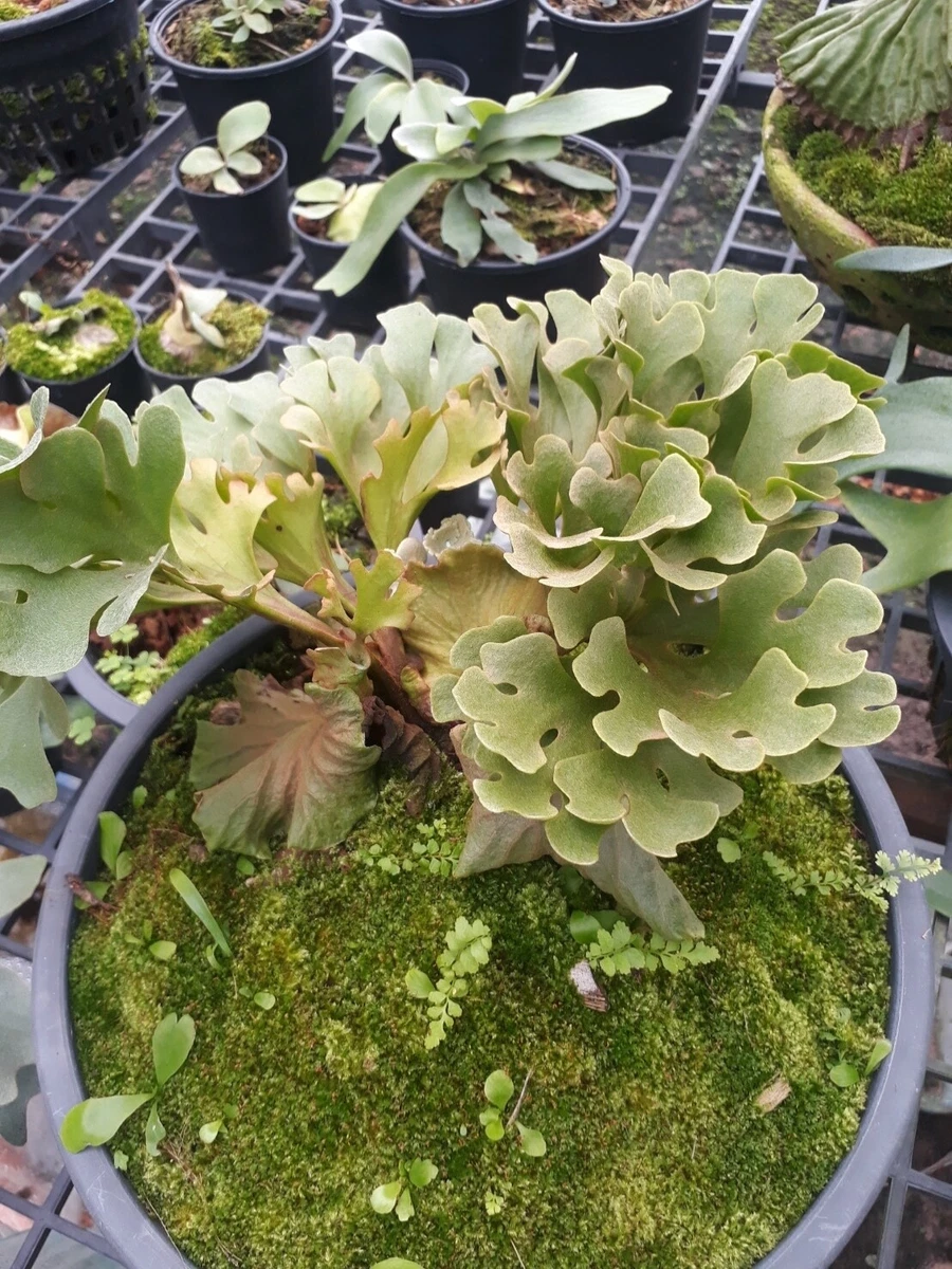 P.Ridleyi dwarf silvery spore