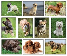 Tier-Postkarten Tierpostkarten Hunde Hundepostkarten AK PK Tiere Mix Set