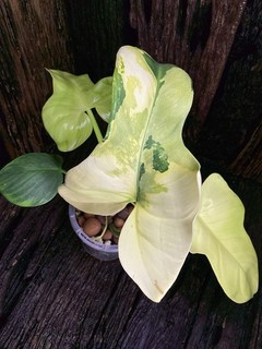 Ultra Premium Highly Variegated Philodendron Bipennifolium Rare Plant 🪴