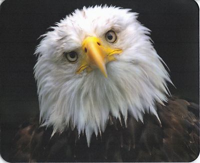 Mauspad Edition Colibri: Weißkopfseeadler- schönes Porträt  - White Sea Eagle