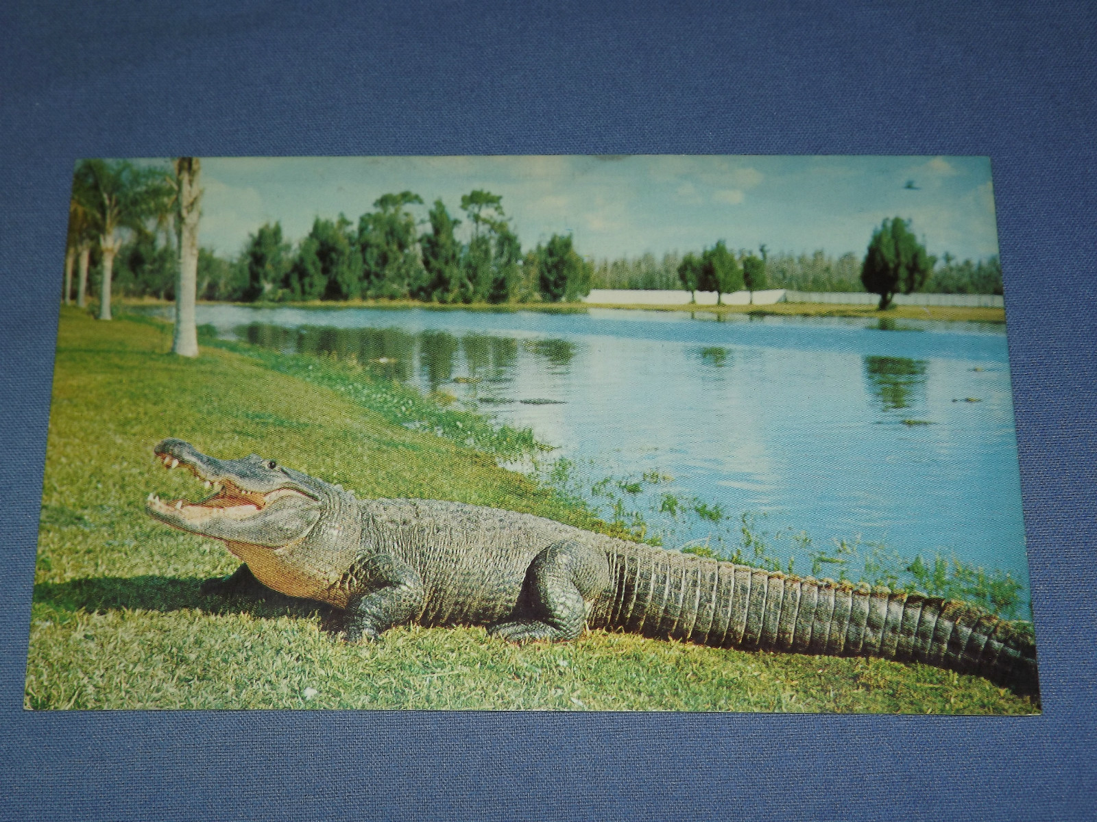 Postcard Gatorland Zoo, Orlando, Florida