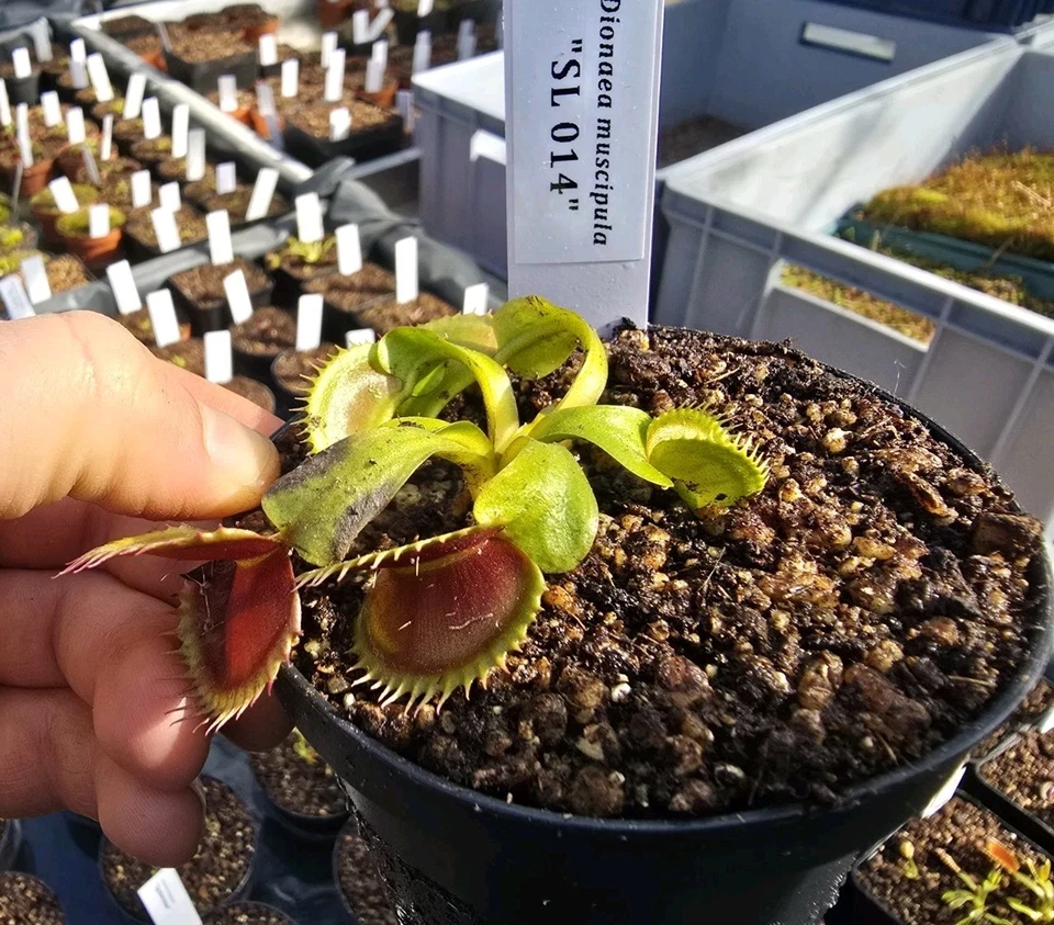 Dionaea muscipula "SL14", fleischfressende Pflanzen, Venusfliegenfalle - Bild 1 von 1