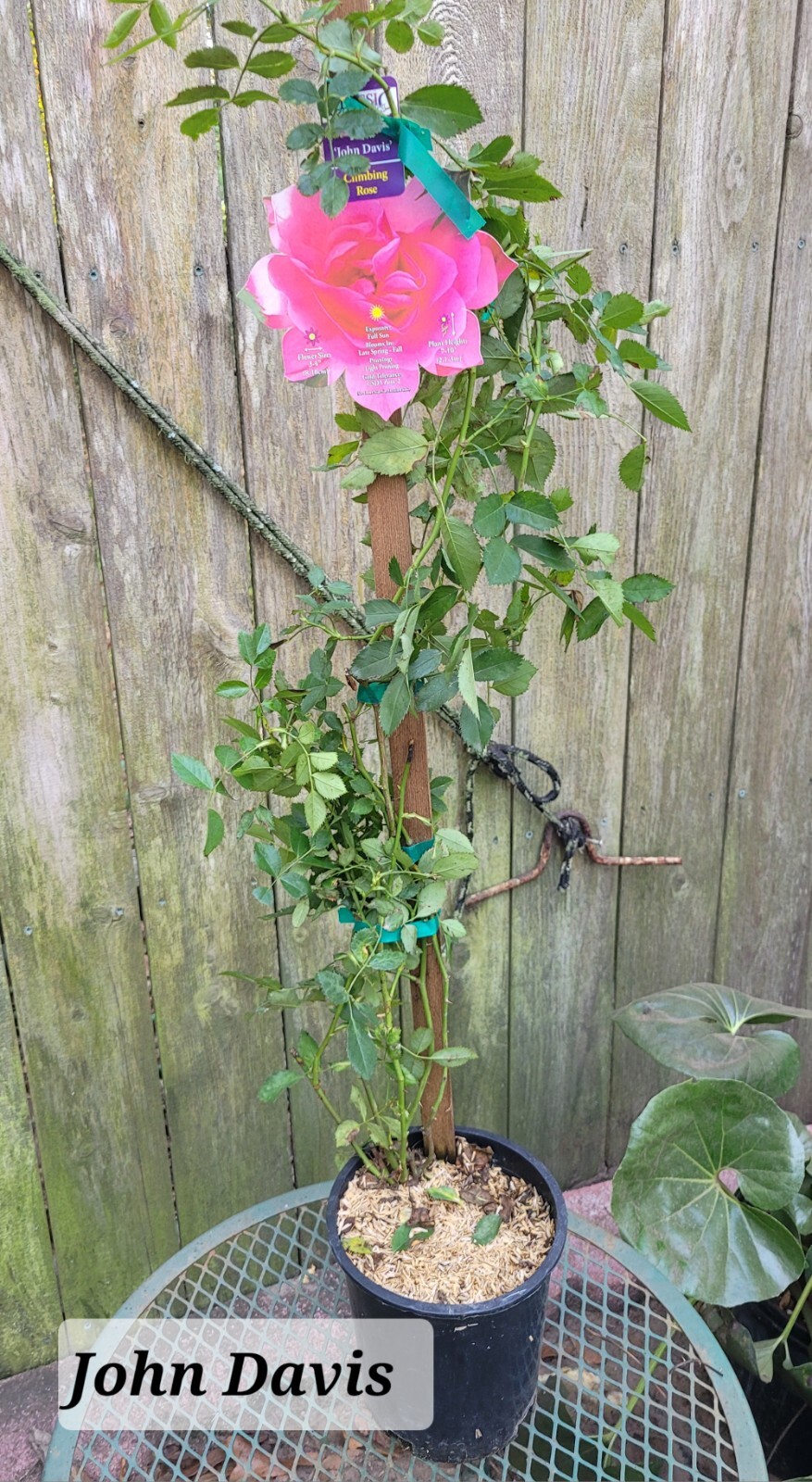 John Davis Climbing Rose Cold Hardy To Zone 2 One Gallon Live Plant eBay