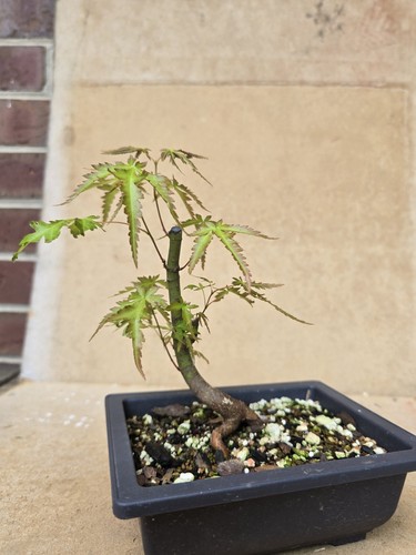 Beautiful Japanese Maple With Movement Pre Bonsai For Shohin Or Mame!from Seeds!