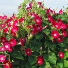 25 SCARLET O'HARA MORNING GLORY SEEDS FRESH HARVEST FOR GARDENS