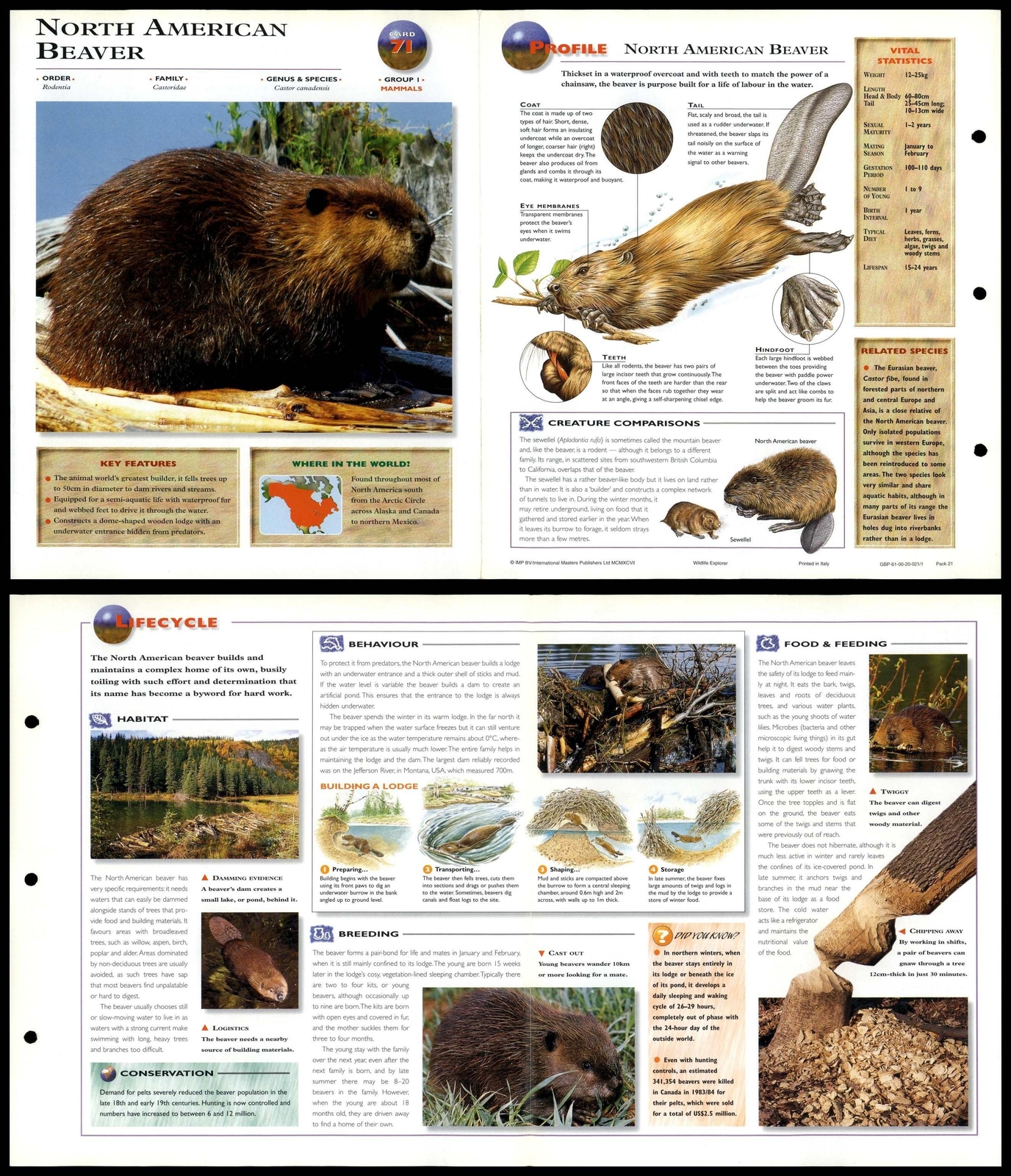 North American Beaver #71 Mammals - Wildlife Explorer Fold-Out Card | eBay