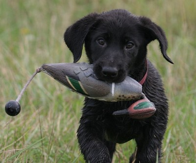 Avery Greenhead Gear GHG Dog EZ Bird GW Teal ATB Training Bumper Dummy Drake