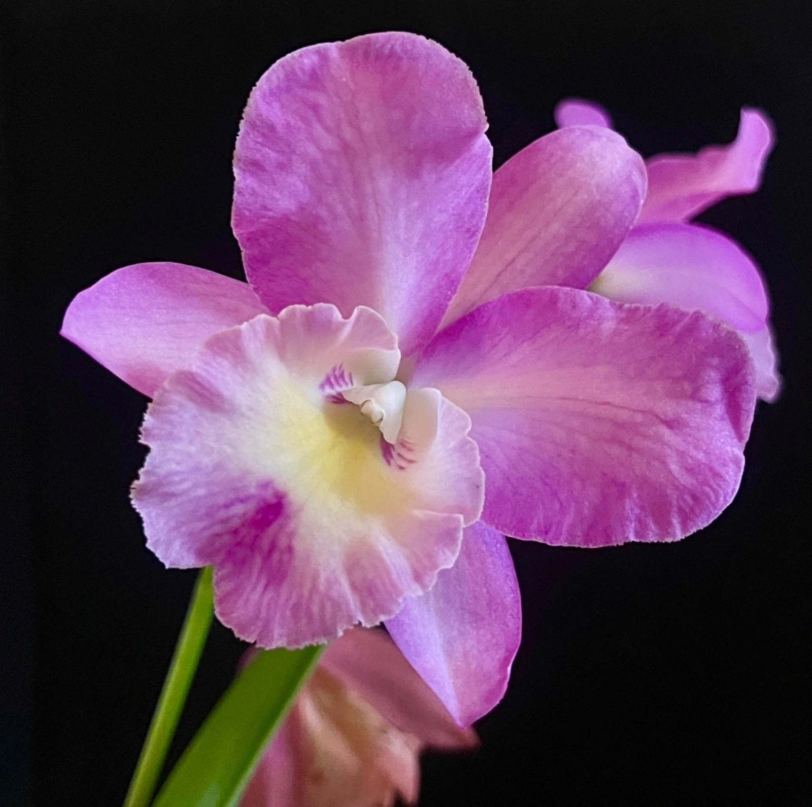 CATTLEYA ORCHID 'BRANDI X ERIN KOBAYASHI' FLOWERING SIZE ORCHID PLANT 055-18