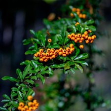Firethorn tree seeds - 50/100/200/500/1,000 - PYRACANTHA COCCINEA