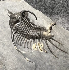 Psychopyge elegans Trilobite Fossil – Huge Intact Central Spine & Natural Fossil
