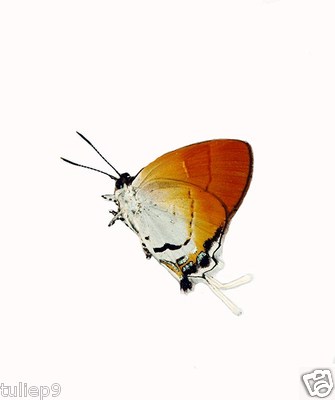 BUTTERFLY - Lycaenidae  - Sithon nedymond nedymond (f) 5129 - Malaysia -Rare