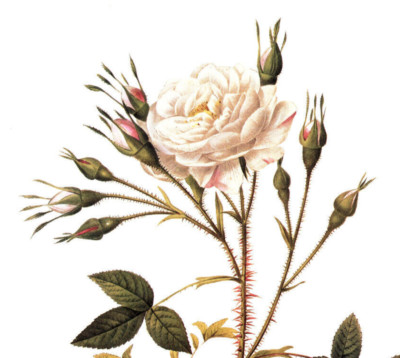 1990 Vintage Print Rose Flower Rosa Rosenbergiana Floral Roses