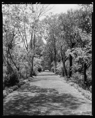 Photo:Brandon Surry Prince George County Virginia 1931 Tree-Lined Driveway