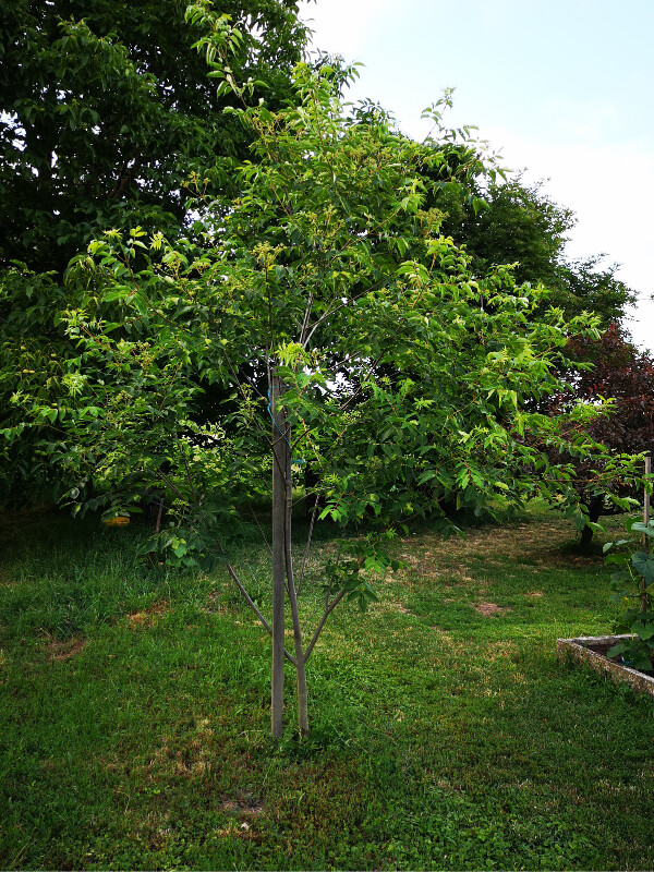 Bienenbaum Samen - Spätblühender Insektenmagnet Für Naturnahe Gärten