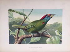 1860 -  Blue-Cheeked Barbet.  fine original colour plate.