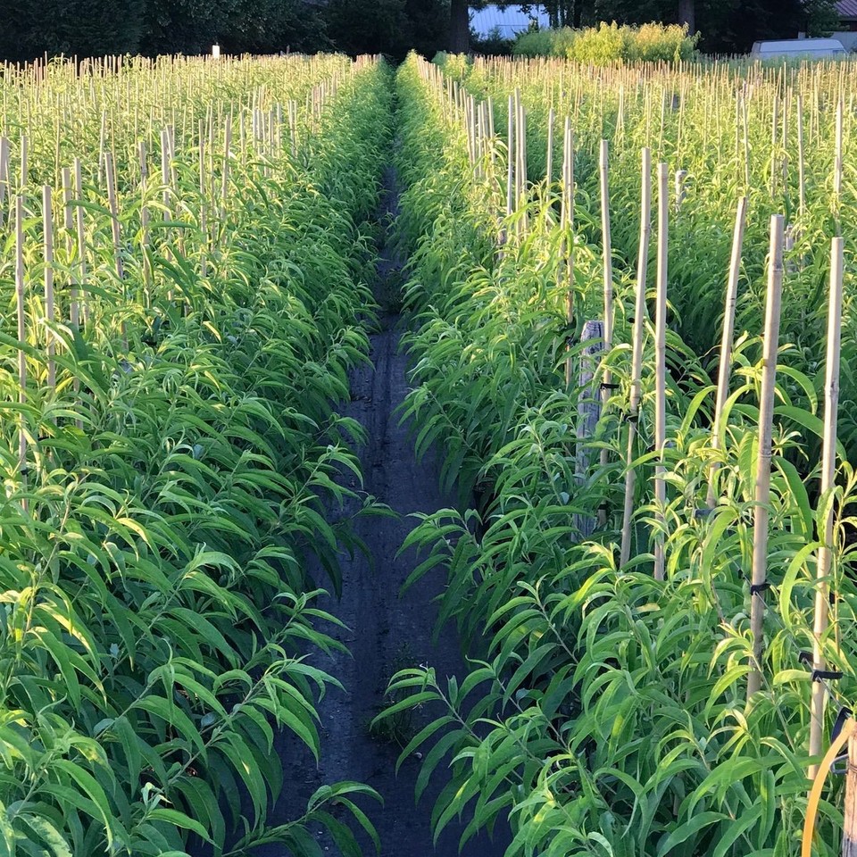 Flamingo sehr frostharter Pfirsich Pfirsichbaum Buschbaum 110-140 cm 10 ... Flamingo sehr frostharter Pfirsich Pfirsichbaum Buschbaum 110-140 cm 10 ...