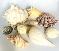 Lot Of Seashells 5'' -2'' Nautical Sealife decor various shapes sizes