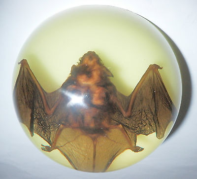 Chinese Pipistrelle Bat Animal Specimen in Clear Acrylic Lucite Paperweight NG