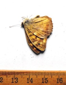 Pararge aegeria, male, Spain; Nymphalidae