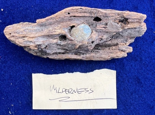 Civil War Musket Ball Bullet in Tree Wood Battle of Wilderness Virginia