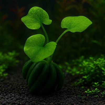 Banana Lily Nymphoides Aquatica | Aquarium Plants Factory 