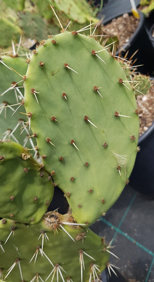 Opuntia engelmannii v. rastrera cactus résistant à la sécheresse - 2