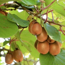 5 boutures BIO de kiwi actinidier actinidia chinensis HERMA autofertile