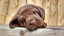 50 Tablets Canidon Dog Dewormer Wormer English Leaflet Very Effective ...