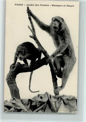 13060764 - Paris Jardin des Planters - Affe Macaque et Magot , sehr gute
