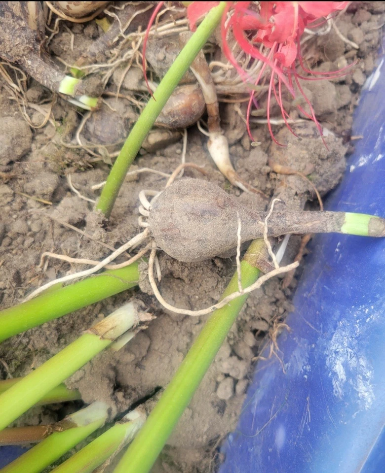 Lycoris Radiata Heirloom Bulbs Red Spider Lily 25 Pack - Image 2 of 3