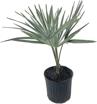 Silver Bismarck Palm - Live Plant in a 5 Gallon Growers Pot - Bismarckia Nobilis