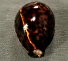 Cypraea Tigris 75mm F+++/GEM "'DARK with sharp mantle line  pattern WOW!!!
