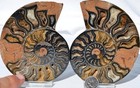 Large Black Ammonite PAIR Deep Crystals 110myo FOSSIL Dino age 111mm 4.4"9516bxx — photo 9