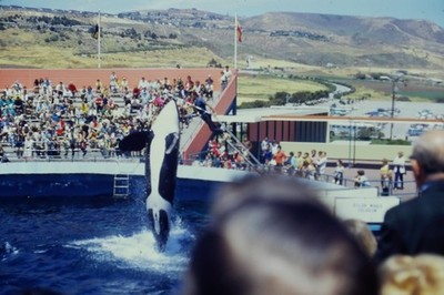 Vintage 35mm Photo Slide 70s Marineland of the Pacific Rancho Palos Verdes CA #4