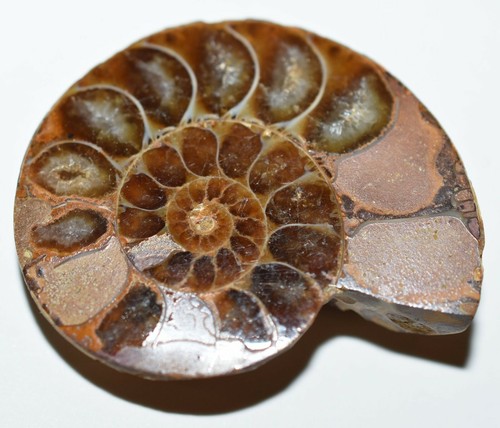 Small Fossilized Agatized Cut & Polished Ammonite Specimen Madagascar, Africa - Picture 2 of 2