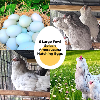 #ad 6 Hatching eggs Ameraucana Splash and Blue large fowl** 6 ORGANICALLY GROWN $40.00