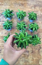 Peperomia dolabriformis - Radiator Houseplant